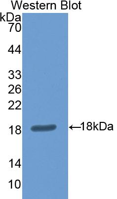 Nitric Oxide Synthase 1, Neuronal (NOS1) Polyclonal Antibody - image 2