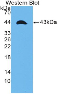 Tumor Necrosis Factor Receptor Superfamily, Member 12A (TNFRSF12A) Polyclonal Antibody - image 2