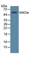 Western Blot; Sample: Recombinant FUCa1, Human.
