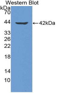 Neuromedin B (NMB) Polyclonal Antibody - image 2