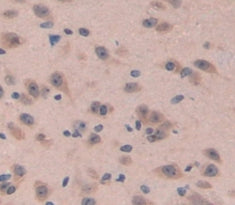 Neuromedin B (NMB) Polyclonal Antibody - image 3