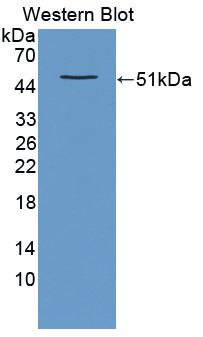 Used in DAB staining on fromalin fixed paraffin- embedded intestine tissue