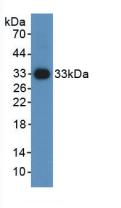 Hypoxia Inducible Factor 1 Alpha (HIF1a) Polyclonal Antibody - image 2