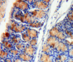 Hypoxia Inducible Factor 1 Alpha (HIF1a) Polyclonal Antibody - image 3