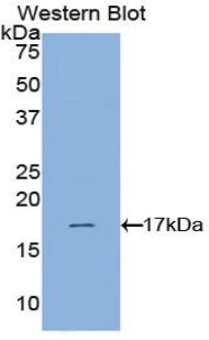 Hypoxia Inducible Factor 1 Alpha (HIF1a) Polyclonal Antibody - image 2