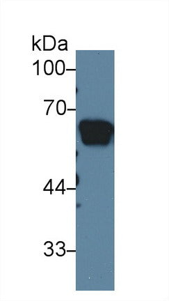 Western Blot; Sample: Recombinant protein.