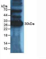 Western Blot; Sample: Recombinant protein.