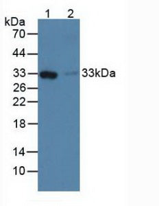 Western Blot; Sample: Recombinant FCN1, Human.