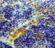 Ficolin 1 (FCN1) Polyclonal Antibody - image 4