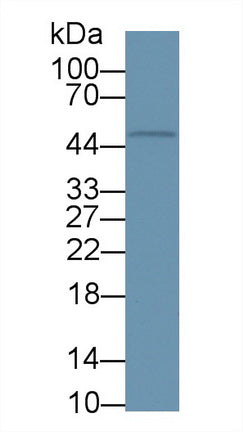 Western Blot; Sample: Recombinant protein.