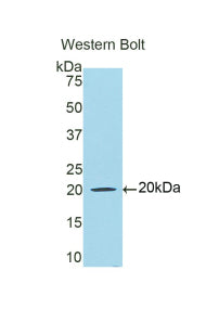 Western Blot; Sample: Human Serum; Primary Ab: 2µg/mL Rabbit Anti-Human LTF-3 Antibody; Second Ab: 0.2µg/mL HRP-Linked Caprine Anti-Rabbit IgG Polyclonal Antibody;