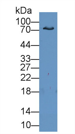 Lactoferrin (LTF) Polyclonal Antibody - image 3