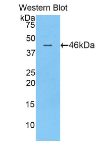 Inducible T-Cell Co Stimulator (ICOS) Polyclonal Antibody - image 2