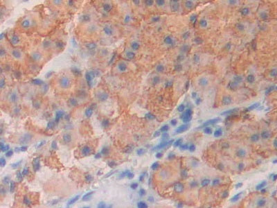 Inducible T-Cell Co Stimulator (ICOS) Polyclonal Antibody - image 4