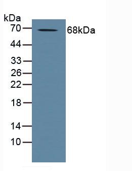 Western Blot; Sample: Recombinant ADAM10, Human.