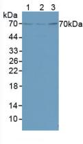 Western Blot; Sample: Recombinant FOXO1, Mouse.