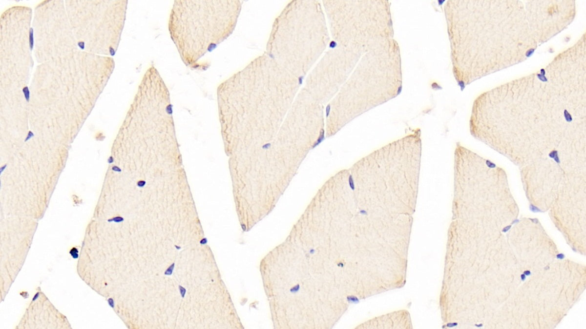 Forkhead Box Protein O1 (FOXO1) Polyclonal Antibody - image 5