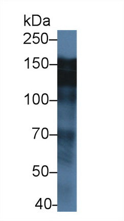 Western Blot; Sample: Recombinant protein.