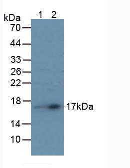 Western Blot; Sample: Recombinant TTR, Human.