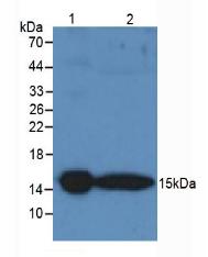 Western Blot; Sample: Recombinant protein.