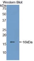 Prealbumin (PALB) Polyclonal Antibody - image 3