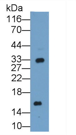 Prealbumin (PALB) Polyclonal Antibody - image 2