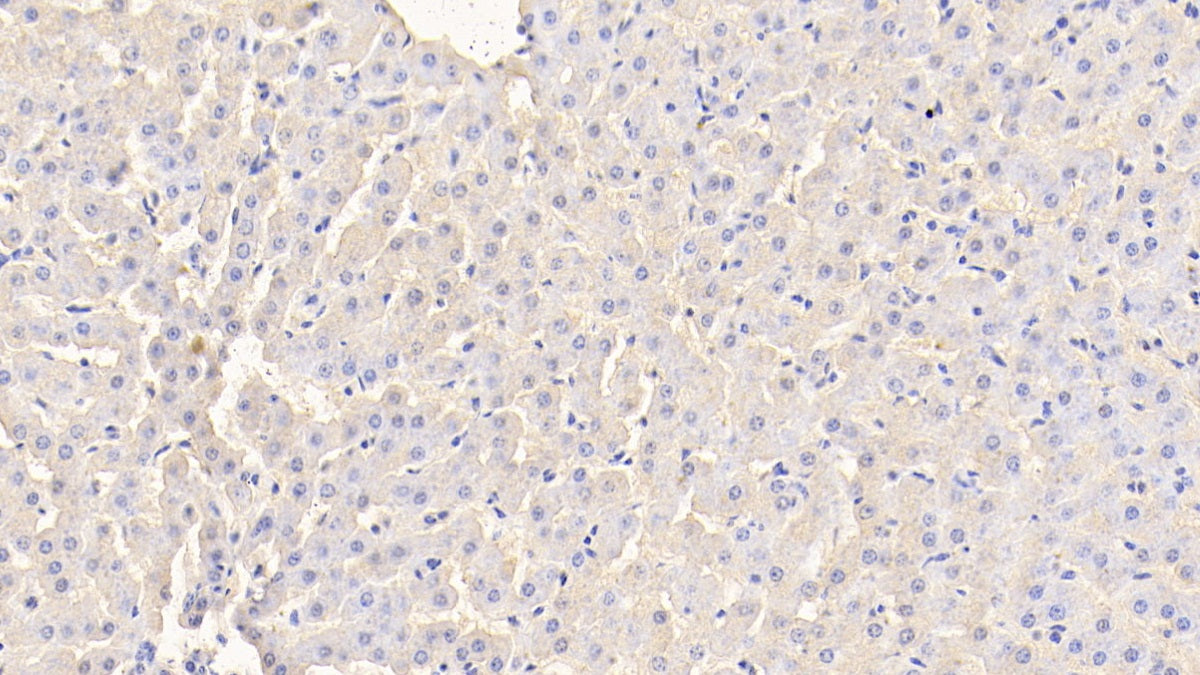 DAB staining on IHC-P; Samples: Bovine Kidney Tissue;  Primary Ab: 20μg/ml Rabbit Anti-Bovine TTR Antibody Second Ab: 2µg/mL HRP-Linked Caprine Anti-Rabbit IgG Polyclonal Antibody