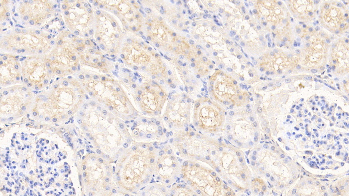 Prealbumin (PALB) Polyclonal Antibody - image 4