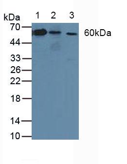 Knockout Varification: ; Lane 1: Wild-type A431 cell lysate; ; Lane 2: ATP1b3 knockout A431 cell lysate; ; Predicted MW: 32kd ; Observed MW: 55kd; Primary Ab: 5µg/ml Rabbit Anti-Human ATP1b3 Antibody; Second Ab: 0.2µg/mL HRP-Linked Caprine Anti-Rabbit IgG Polyclonal Antibody;