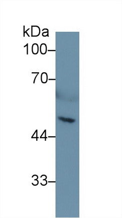 Western Blot; Sample: Recombinant protein.