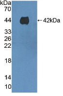 Western Blot; Sample: Mouse Serum; ; Primary Ab: 5µg/ml Rabbit Anti-Mouse F1 2 Antibody; Second Ab: 0.2µg/mL HRP-Linked Caprine Anti-Rabbit IgG Polyclonal Antibody;