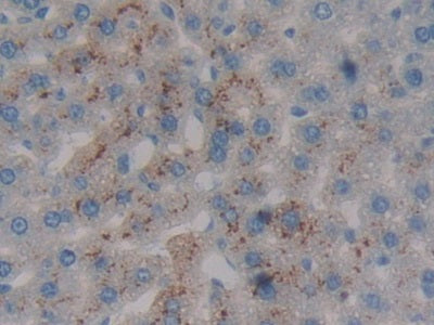 DAB staining on IHC-P; Samples: Mouse Liver Tissue