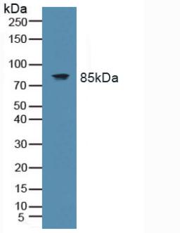 Western Blot; Sample: Recombinant TLR9, Human.