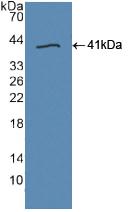DAB staining on IHC-P; Samples: Human Liver Tissue; Primary Ab: 10µg/ml Rabbit Anti-Human TLR9 Antibody Second Ab: 2µg/mL HRP-Linked Caprine Anti-Rabbit IgG Polyclonal Antibody