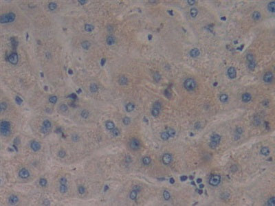 DAB staining on IHC-P; Samples: Human Stomach Tissue.