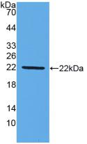 Mucin 2 (MUC2) Polyclonal Antibody - image 2