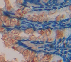Mucin 2 (MUC2) Polyclonal Antibody - image 3