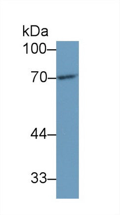 Western Blot; Sample: Recombinant protein.