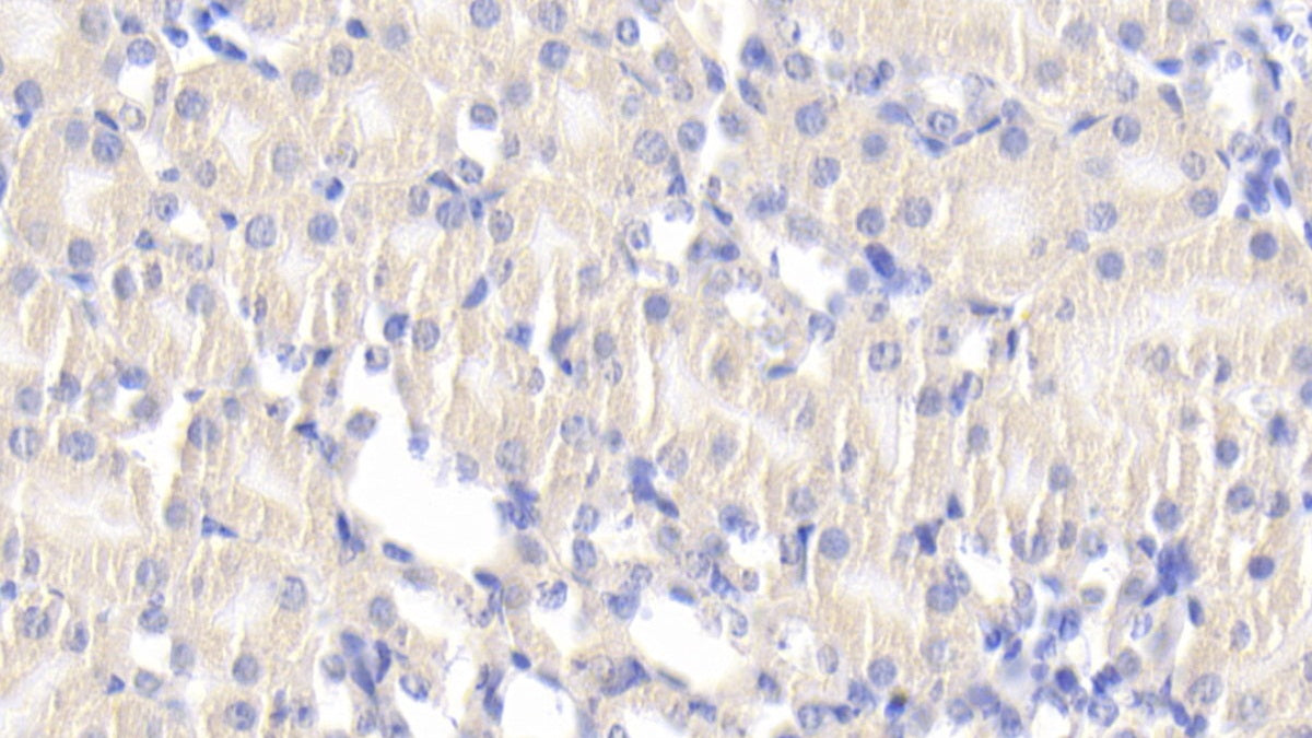 DAB staining on IHC-P. Samples: Mouse Tissue)