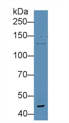 Western Blot; Sample: Recombinant protein.