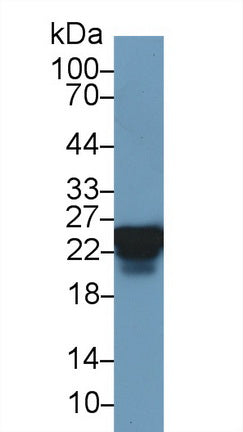 Western Blot; Sample: Recombinant protein.