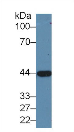 Western Blot; Sample: Recombinant protein.
