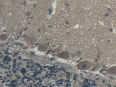 Coagulation Factor V (F5) Polyclonal Antibody - image 3