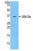 Coagulation Factor V (F5) Polyclonal Antibody - image 2