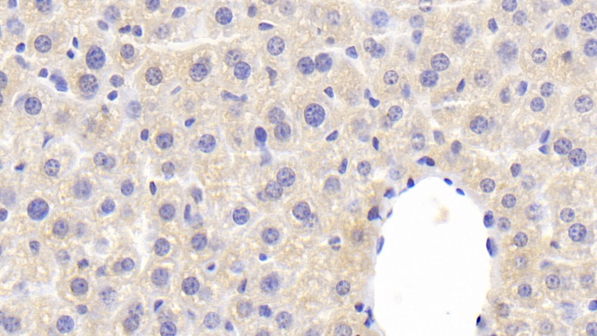 DABstainingonIHC-P.Samples:MouseTissue)