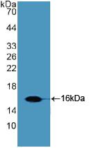 Slit Homolog 2 (Slit2) Polyclonal Antibody - image 2