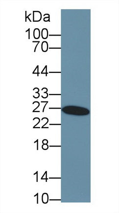 Western Blot; Sample: Recombinant GSTa3, Human.