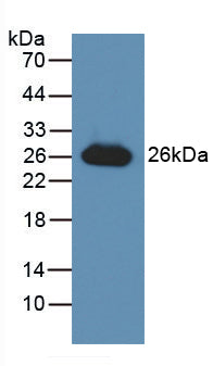 Glutathione S Transferase Alpha 3 (GSTa3) Polyclonal Antibody - image 3