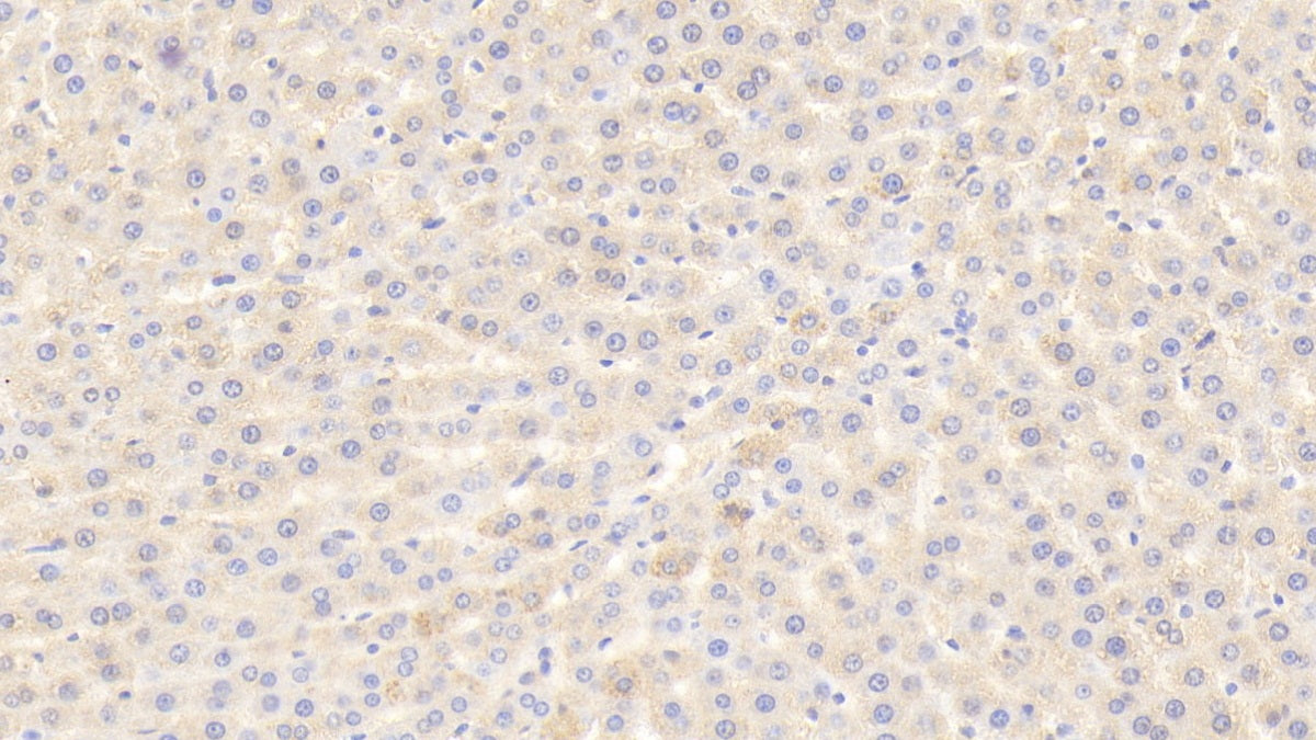 Angiopoietin 4 (ANGPT4) Polyclonal Antibody - image 3