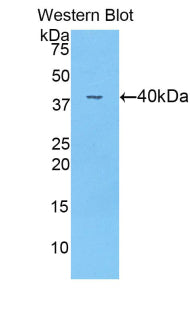 Angiopoietin 4 (ANGPT4) Polyclonal Antibody - image 2
